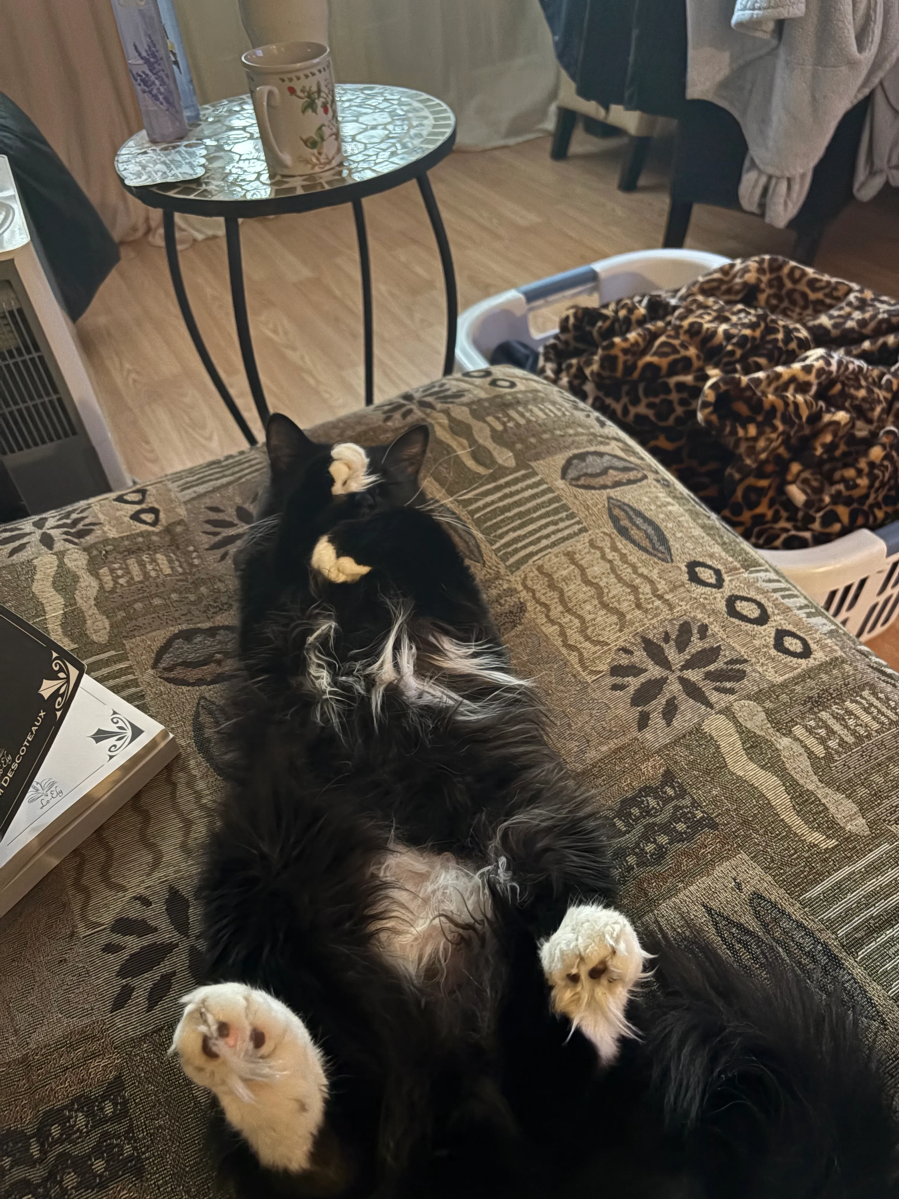 A black and white cat relaxing on its back