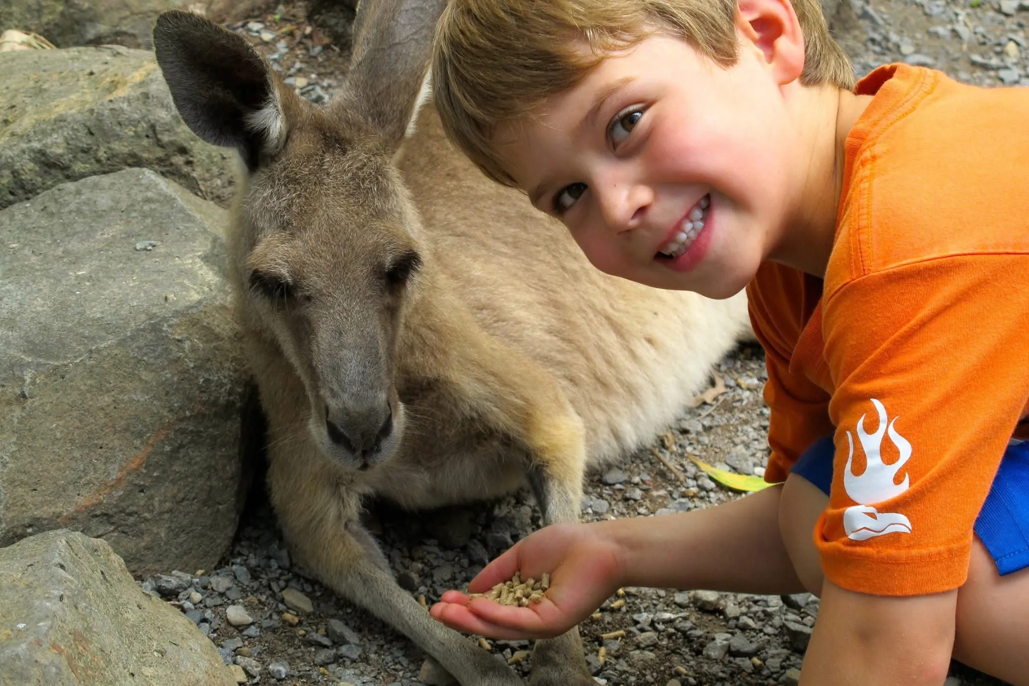 A young Nicolas smiling beside a kangaroo