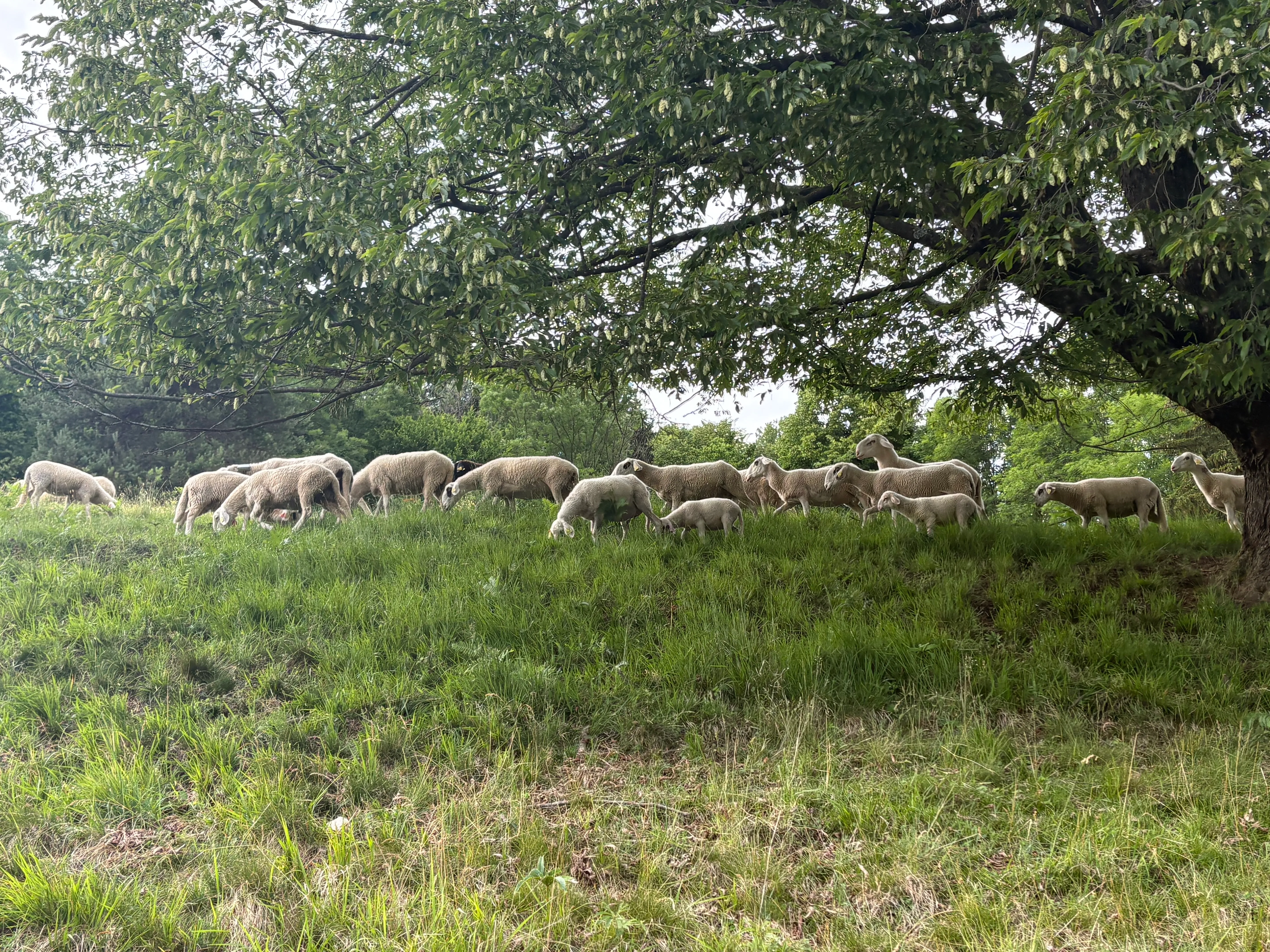 A flock of sheep grazing beneath a large tree